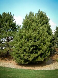 Сосна Чёрная (Pinus Nigra) купить по цене от 270.00р. в интернет-магазине «Посадика» с доставкой почтой в в Ершове и по всей России – [изображение №1].