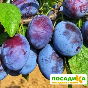 Слива Чачакская ранняя купить по цене от 229.00р. в интернет-магазине «Посадика» с доставкой почтой в в Ершове и по всей России – [изображение №1].