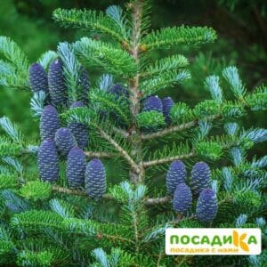 Пихта корейская (Abies koreana) купить по цене от 450.00р. в интернет-магазине «Посадика» с доставкой почтой в в Ершове и по всей России – [изображение №1].