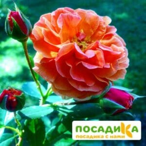 Роза Арабия купить по цене от 350.00р. в интернет-магазине «Посадика» с доставкой почтой в в Ершове и по всей России – [изображение №1].