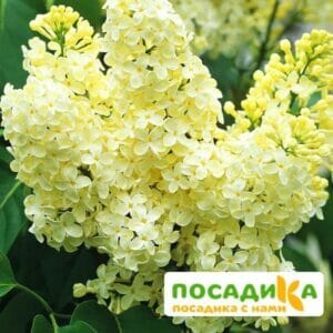 Сирень Примроуз (Primrose) купить по цене от 529.00р. в интернет-магазине «Посадика» с доставкой почтой в в Ершове и по всей России – [изображение №1].