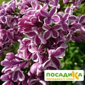 Сирень Сенсация купить по цене от 529.00р. в интернет-магазине «Посадика» с доставкой почтой в в Ершове и по всей России – [изображение №1].