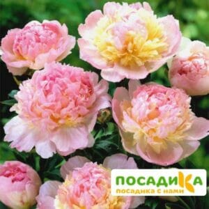 Пион Распберри Сандей (Paeonia Raspberry Sundae) купить по цене от 959р. в интернет-магазине «Посадика» с доставкой почтой в в Ершове и по всей России – [изображение №1].