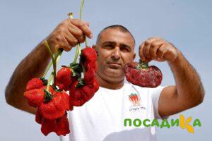Клубника Гигант Джорнея купить по цене от 266р. в интернет-магазине «Посадика» с доставкой почтой в в Ершове и по всей России – [изображение №1].
