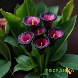 Калла Аура Лейс купить по цене от 400р. в интернет-магазине «Посадика» с доставкой почтой в в Ершове и по всей России – [изображение №1].
