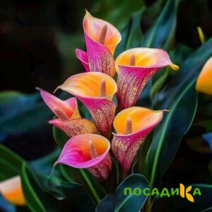 Калла Оникс купить по цене от 450р. в интернет-магазине «Посадика» с доставкой почтой в в Ершове и по всей России – [изображение №1].