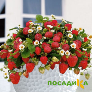 Клубника Рубиновый Шепот (горшечная) купить по цене от 240р. в интернет-магазине «Посадика» с доставкой почтой в в Ершове и по всей России – [изображение №1].