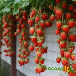 Клубника вьющаяся Комплимент купить по цене от 470р. в интернет-магазине «Посадика» с доставкой почтой в в Ершове и по всей России – [изображение №1].