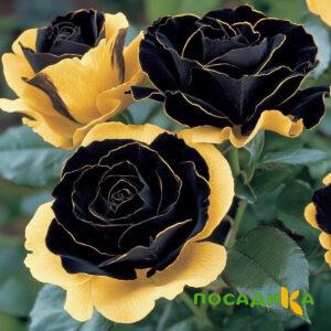 Роза Ханни Сикл купить по цене от 700р. в интернет-магазине «Посадика» с доставкой почтой в в Ершове и по всей России – [изображение №1].