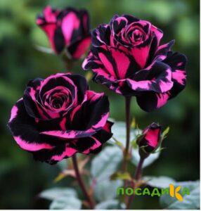 Роза Багровый Шепот купить по цене от 366р. в интернет-магазине «Посадика» с доставкой почтой в в Ершове и по всей России – [изображение №1].