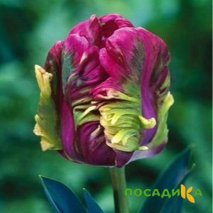 Тюльпан Экзотик Хэвен купить по цене от 186р. в интернет-магазине «Посадика» с доставкой почтой в в Ершове и по всей России – [изображение №1].